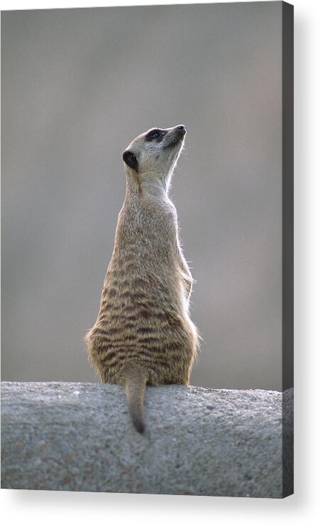 Feb0514 Acrylic Print featuring the photograph Meerkat Sunning Africa by Gerry Ellis