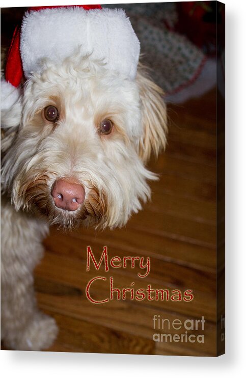White Acrylic Print featuring the photograph Merry Christmas from a Labrdoodle card by Sandra Clark
