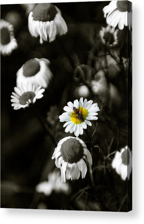 Aster Acrylic Print featuring the photograph Michaelmas Daisies by Mark Llewellyn