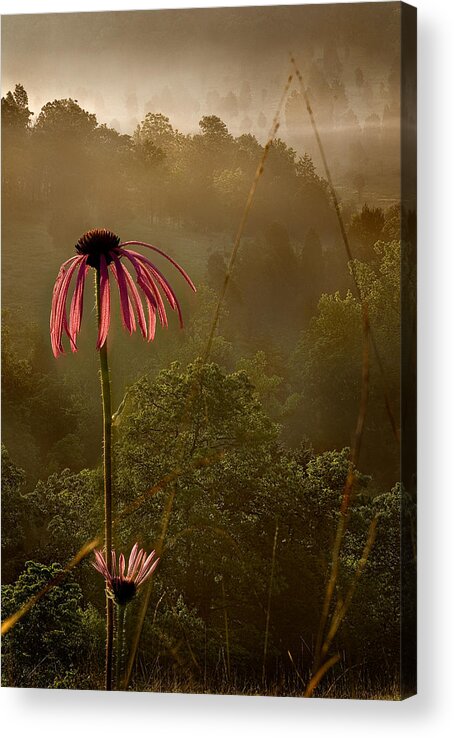 2010 Acrylic Print featuring the photograph Mist on the Glade by Robert Charity