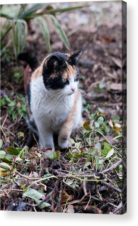 Cat Acrylic Print featuring the photograph Mochi in the garden by Laura Melis