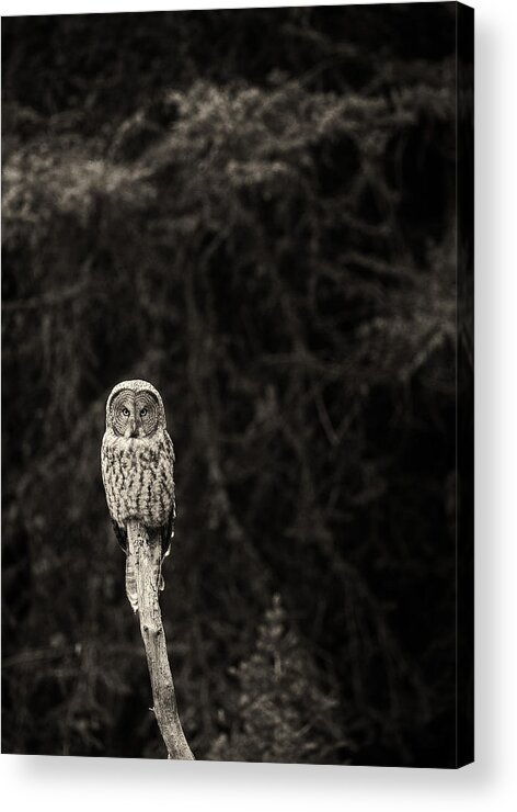 Great Gray Owl Acrylic Print featuring the photograph Monochrome Great Gray Owl by Max Waugh