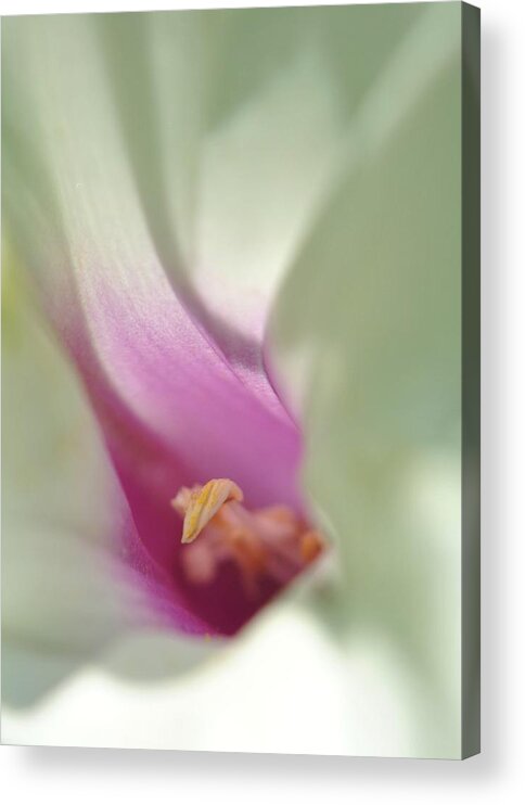 Morning Glory Acrylic Print featuring the photograph Morning Glory by Kelly Nowak