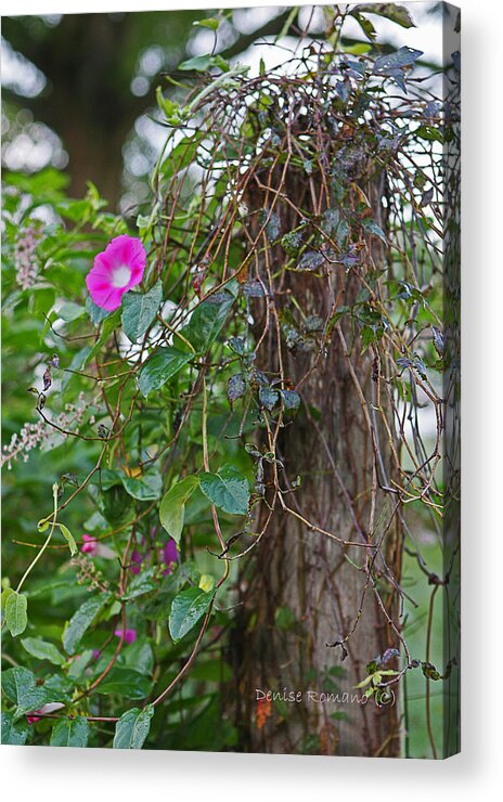 Morning Glory Acrylic Print featuring the photograph Morning Glory On The Fence by Denise Romano