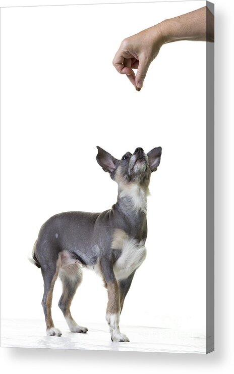 Dog Acrylic Print featuring the photograph Motivation by Edward Fielding