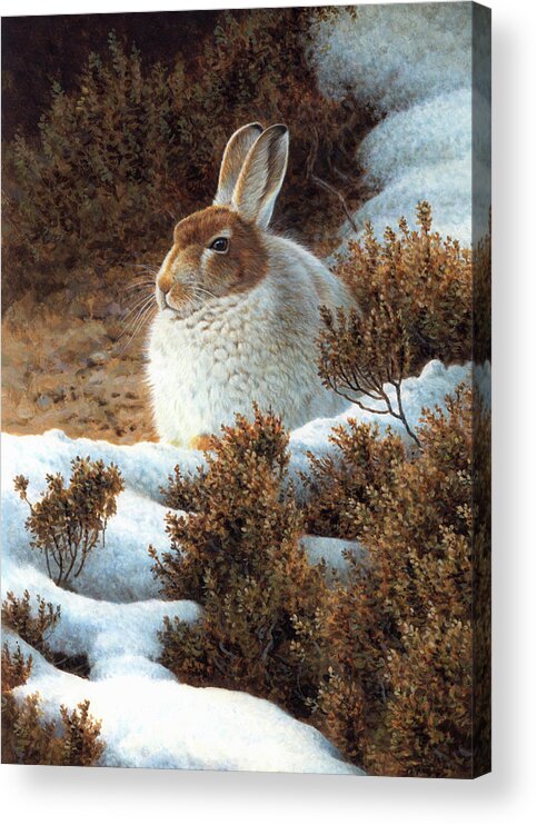 Animal Acrylic Print featuring the photograph Mountain Hare In Snow In Winter by Ikon Ikon Images