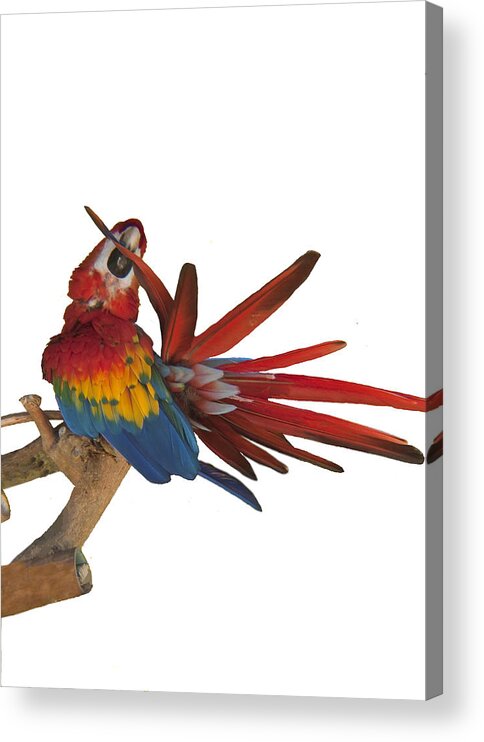 Scarlet Macaw Acrylic Print featuring the photograph Mr. Clean the Scarlet Macaw by Daniel Hebard