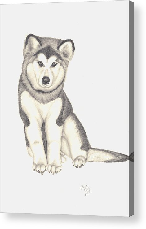 Husky Acrylic Print featuring the drawing My Husky Puppy-Misty by Patricia Hiltz