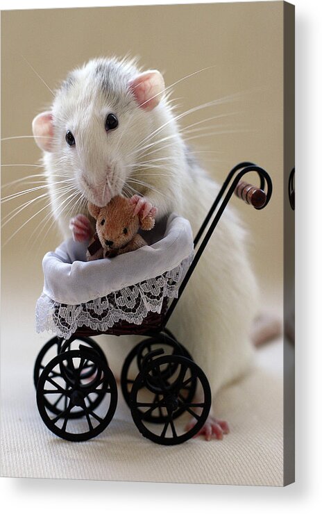 Rat Acrylic Print featuring the photograph My Teddybear :) by Ellen Van Deelen