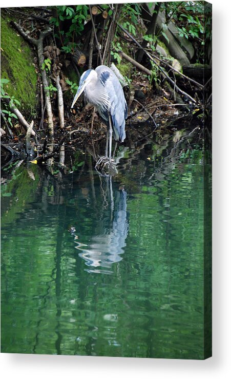 Animals Acrylic Print featuring the photograph Narcissist by John Schneider
