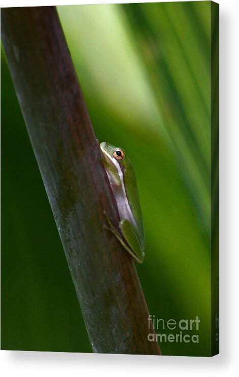 Frog Acrylic Print featuring the photograph Natures Shelter by Kathy Gibbons