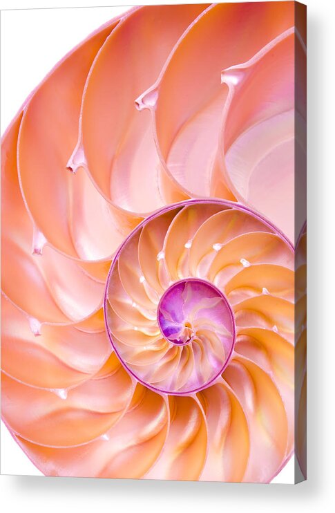 Sea Shell Acrylic Print featuring the photograph Nautilus shell detail by Jim Hughes