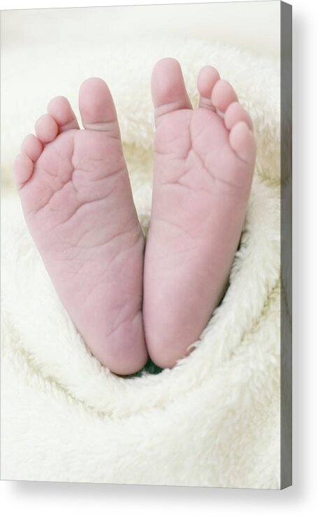 Baby Acrylic Print featuring the photograph Newborn Baby's Feet by Ian Hooton/science Photo Library