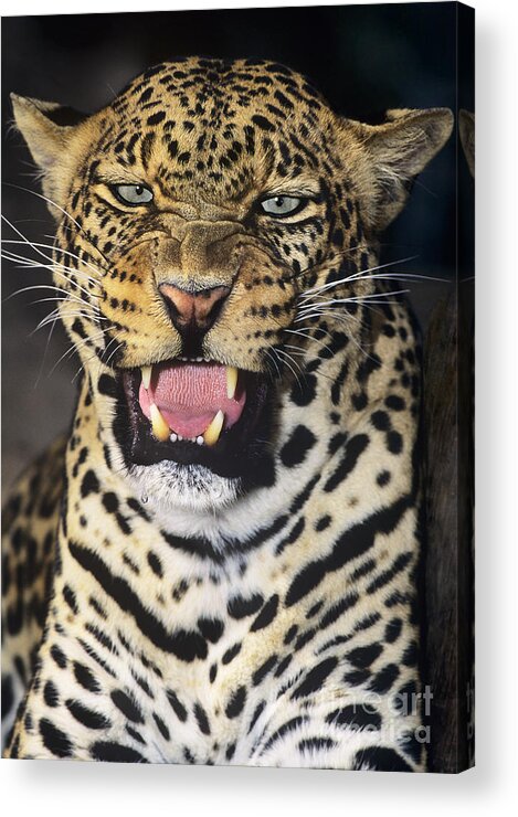 African Leopard Acrylic Print featuring the photograph NO SOLICITORS African Leopard Endangered Species Wildlife Rescue by Dave Welling
