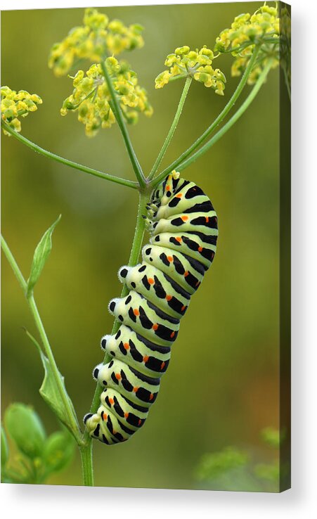 Feb0514 Acrylic Print featuring the photograph Oldworld Swallowtail Caterpillar by Thomas Marent