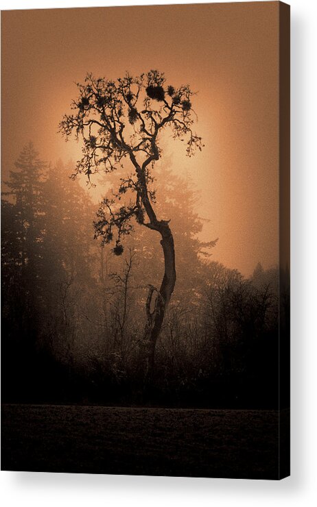 Tree Acrylic Print featuring the photograph One Stands Alone by Dale Stillman