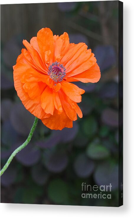 Poppy Acrylic Print featuring the photograph Orange Poppy by Steve Augustin