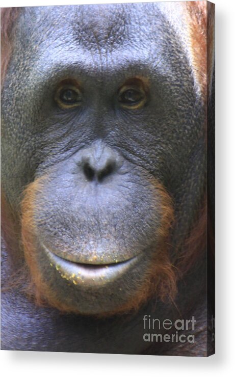 Orangutan Acrylic Print featuring the photograph Orangutan by Richard Lynch