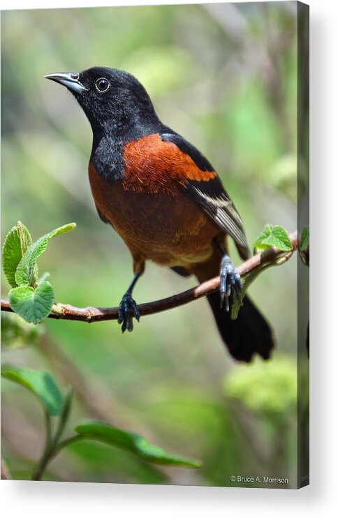 Bird Acrylic Print featuring the photograph Orchard Oriole Male by Bruce Morrison