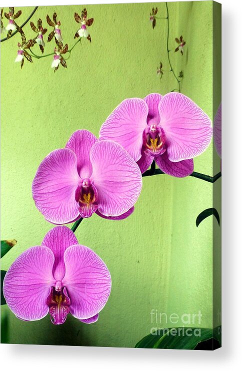 Orchid Acrylic Print featuring the photograph Orchid Corner by Barbie Corbett-Newmin