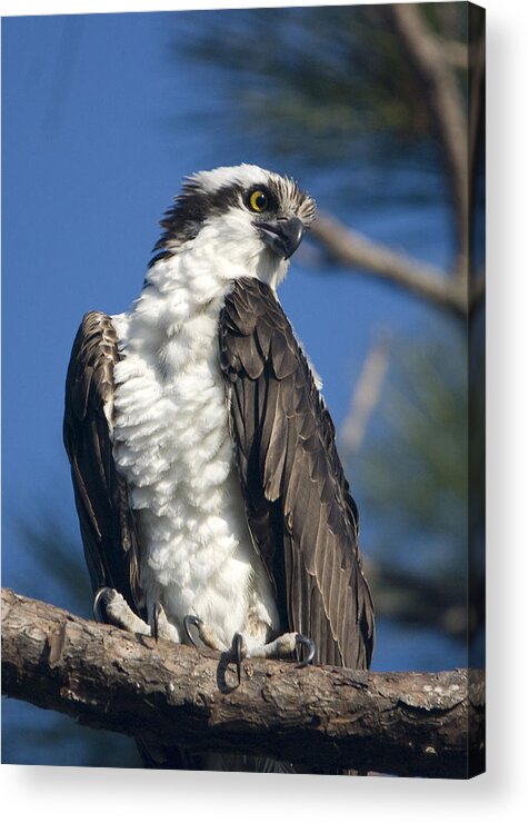 Osprey Acrylic Print featuring the photograph Osprey by John Greco