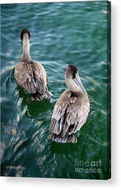 Pelicans Acrylic Print featuring the photograph Out for a Swim by Veronica Batterson