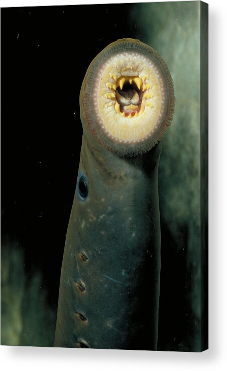 Animal Acrylic Print featuring the photograph Pacific Lamprey by Rondi Church