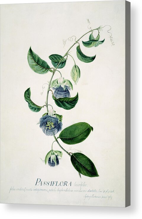 Passion Flower Acrylic Print featuring the photograph Passion Flower by Natural History Museum, London/science Photo Library