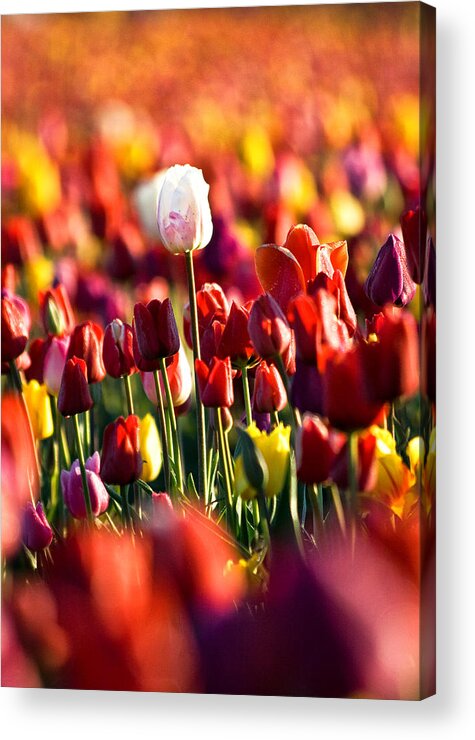 Tulip Acrylic Print featuring the photograph Pick Me by Ronda Kimbrow