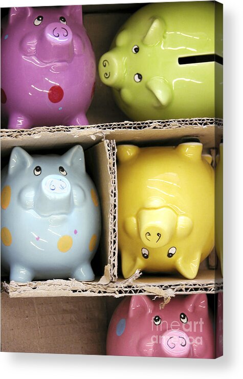 Funny Acrylic Print featuring the photograph Pigs in a Box by Tom Brickhouse