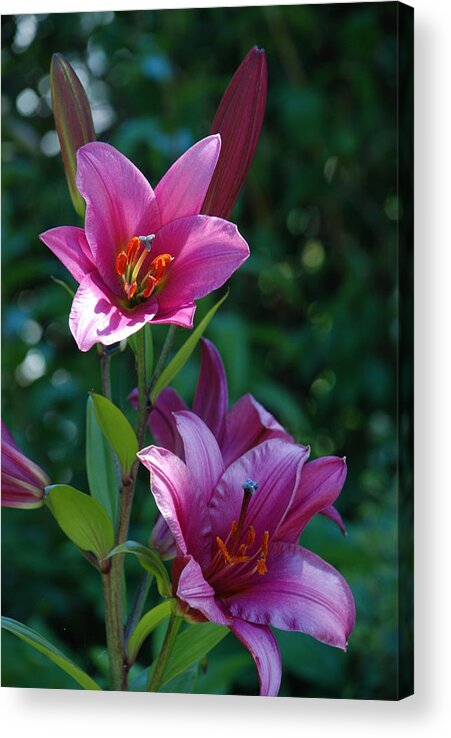 Lillies Acrylic Print featuring the photograph Pink Lilies by Carol Eliassen