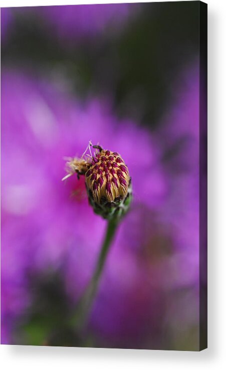 Flowers Acrylic Print featuring the photograph Pink Perfect by Susan Moody