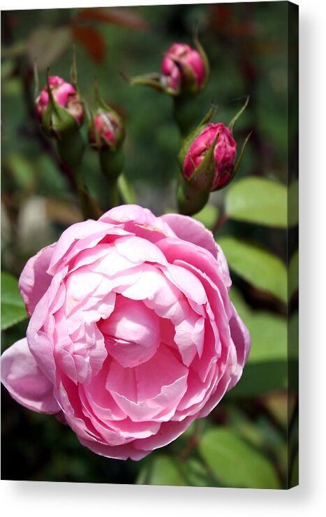 Pink Acrylic Print featuring the photograph Pink Rose by Ellen Tully