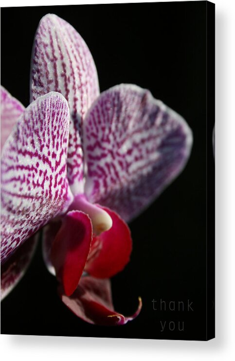 Flower Acrylic Print featuring the photograph Pink White Orchid and a reminder to utter the words Thank You. by Raenell Ochampaugh