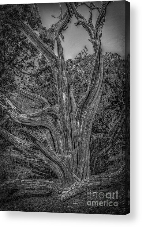 Black And White Pinyon Pine Acrylic Print featuring the photograph Pinyon Pine by David Waldrop