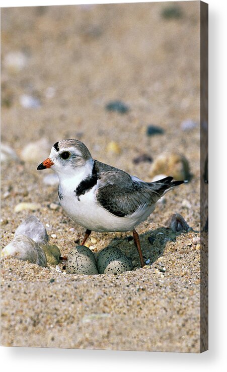 00220028 Acrylic Print featuring the photograph Piping Plover Sitting on Eggs by Tom Vezo