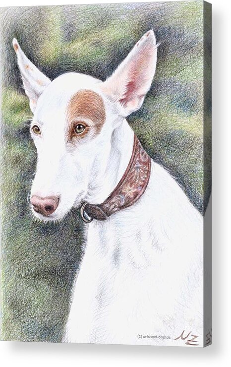 Dog Acrylic Print featuring the drawing Podenco Ibicenco by Nicole Zeug
