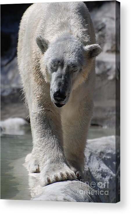 Polar Bear Acrylic Print featuring the photograph Polar Bear Balance by DejaVu Designs