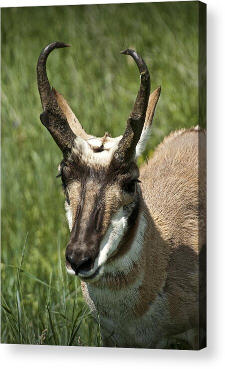 Antelope Acrylic Print featuring the photograph Portrait of a Pronghorn Antelope No. E0405 by Randall Nyhof