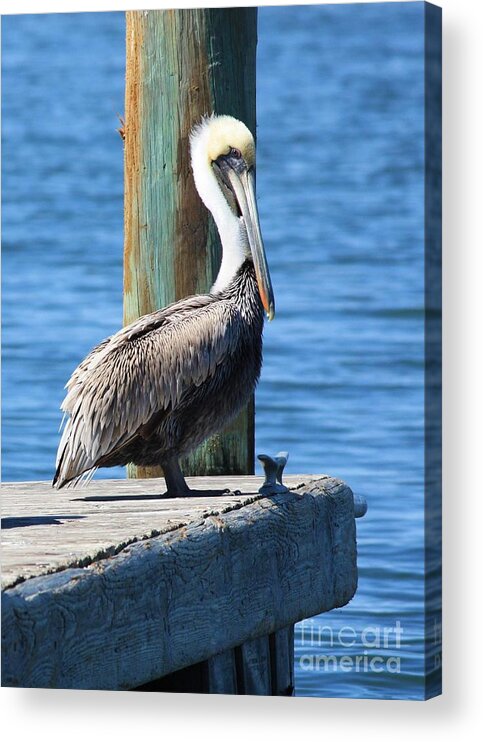 Animal Acrylic Print featuring the photograph Posing Pelican by Carol Groenen