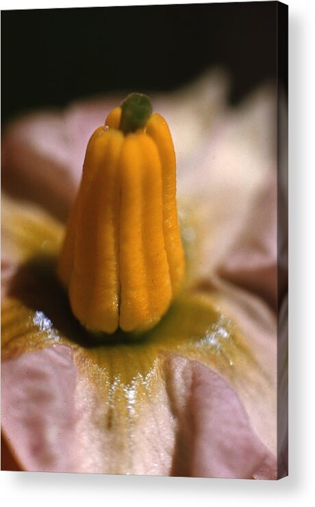 Retro Images Archive Acrylic Print featuring the photograph Potato Flower by Retro Images Archive