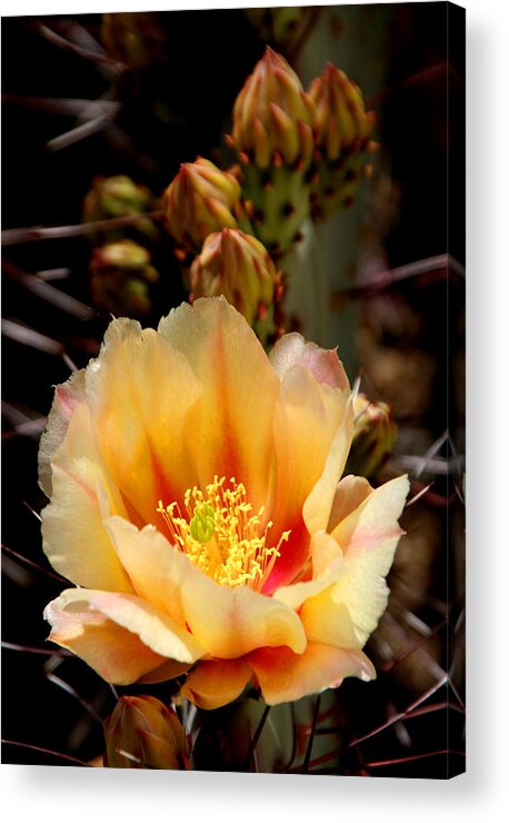 Prickly Pear Acrylic Print featuring the photograph Prickly Pear by Joe Kozlowski