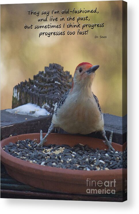 Woodpecker Acrylic Print featuring the photograph Progress Progresses Fast Sometimes by Sandra Clark
