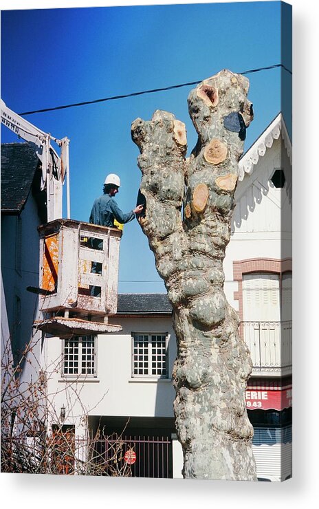 Pruning A Plane Tree S X S Acrylic Print featuring the photograph Pruning A Plane Tree by Brian Gadsby/science Photo Library