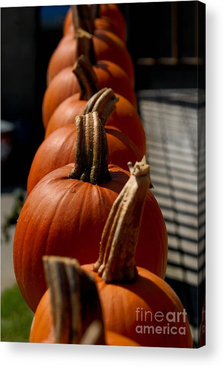 Autumn Acrylic Print featuring the photograph Pumpkins in a Row by Amy Cicconi