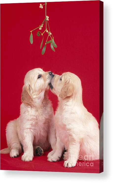 Dog Acrylic Print featuring the photograph Puppy Dogs Kissing Under Mistletoe by John Daniels