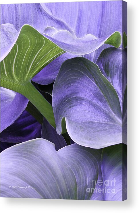 Calla Lily Acrylic Print featuring the photograph Purple Calla Lily Bush by Richard J Thompson