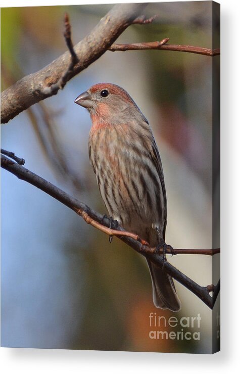 Finch Acrylic Print featuring the photograph Purple Finch by Kathy Baccari