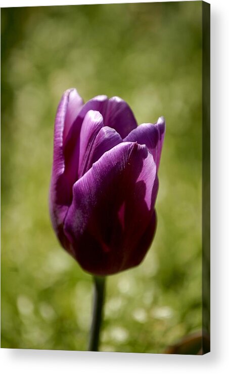 Tulips Acrylic Print featuring the photograph Purple Tulip by Donna Stiffler