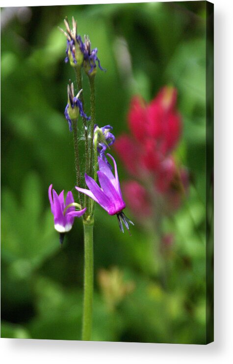 Wildflower Acrylic Print featuring the photograph Purple Wildflower by Robert Lozen